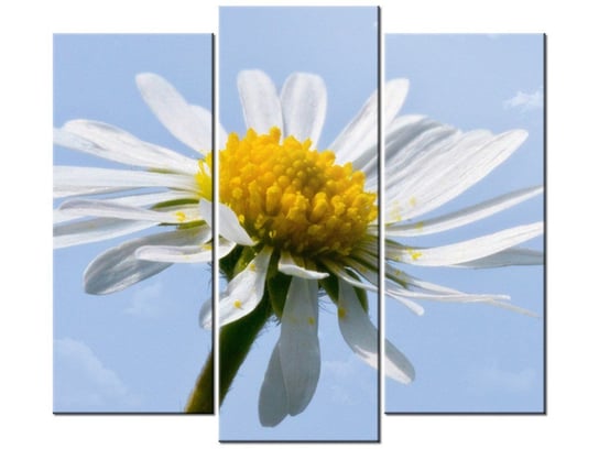 Obraz Kwiatek na tle nieba - Tschiae, 3 elementy, 90x80 cm Oobrazy