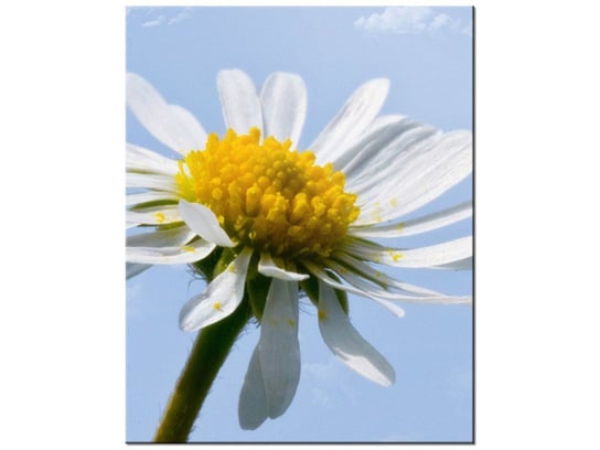 Obraz Kwiatek na tle nieba - Tschiae, 60x75 cm Oobrazy