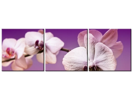 Obraz Kwiaty, 3 elementy, 120x40 cm Oobrazy