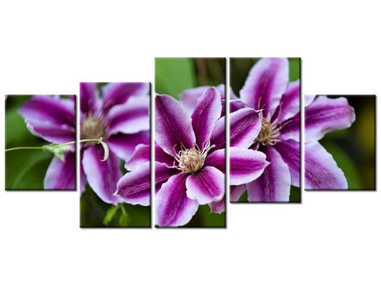 Obraz Kwiaty azalii, 5 elementów, 150x70 cm Oobrazy