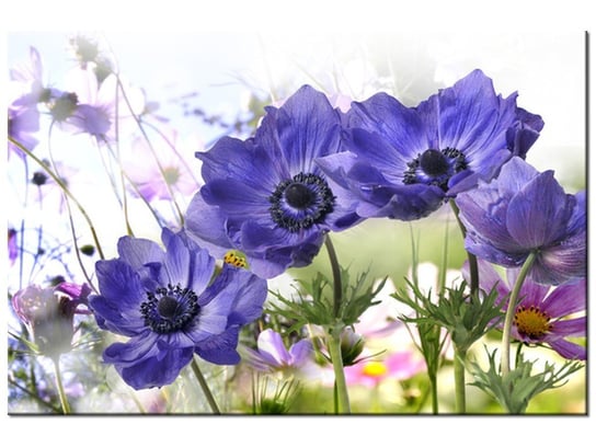 Obraz Kwiaty w ogródku, 60x40 cm Oobrazy