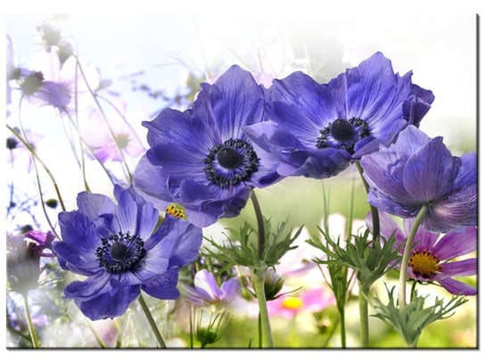 Obraz, Kwiaty w ogródku, 70x50 cm Oobrazy