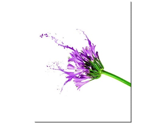 Obraz Kwiecisty kolor, 60x75 cm Oobrazy