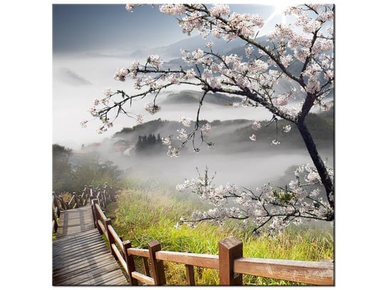 Obraz Kwitnąca wiśnia, 40x40 cm Oobrazy