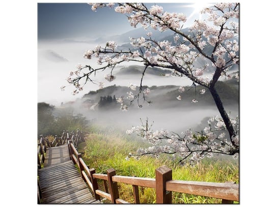 Obraz Kwitnąca wiśnia, 50x50 cm Oobrazy