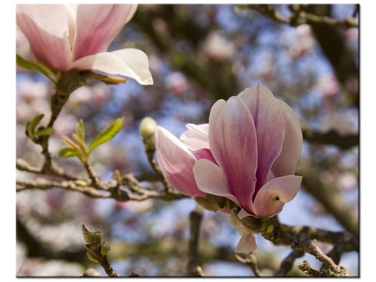 Obraz Kwitnące magnolie, 50x40 cm Oobrazy