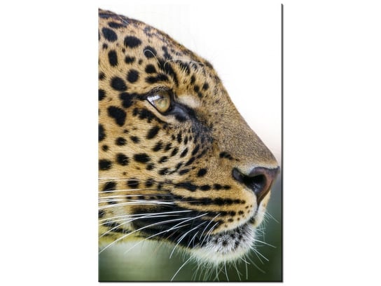 Obraz Lampart - Tambako The Jaguar, 20x30 cm Oobrazy