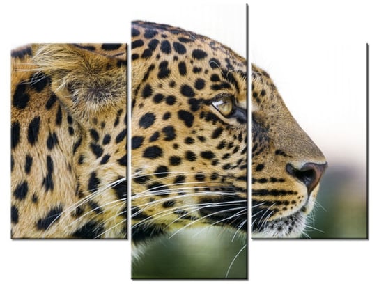 Obraz Lampart - Tambako The Jaguar, 3 elementy, 90x70 cm Oobrazy
