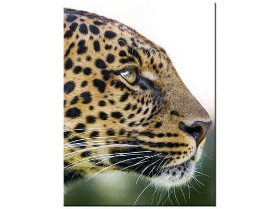 Obraz Lampart - Tambako The Jaguar, 30x40 cm Oobrazy