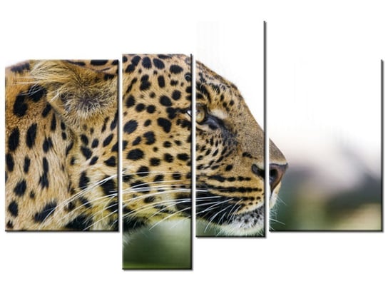 Obraz Lampart - Tambako The Jaguar, 4 elementy, 130x85 cm Oobrazy