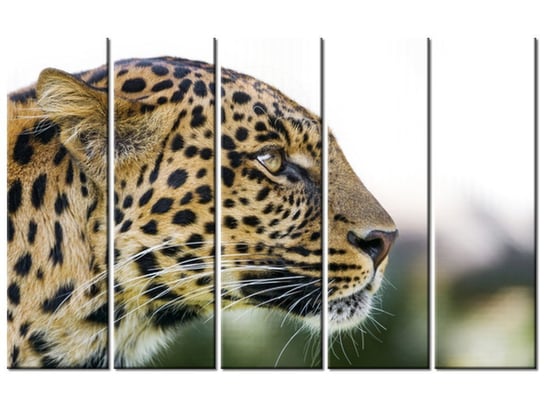 Obraz Lampart - Tambako The Jaguar, 5 elementów, 100x63 cm Oobrazy