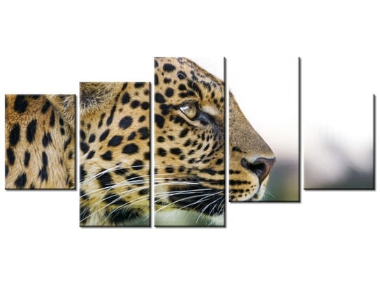 Obraz Lampart - Tambako The Jaguar, 5 elementów, 150x70 cm Oobrazy