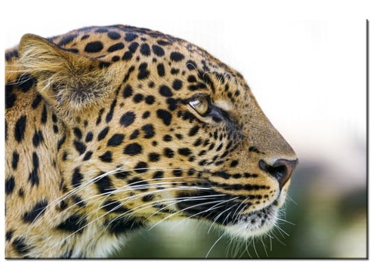Obraz Lampart - Tambako The Jaguar, 60x40 cm Oobrazy