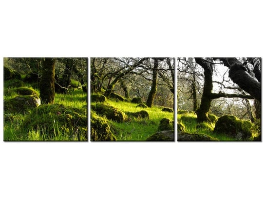 Obraz Leśna polana - Don McCullough, 3 elementy, 120x40 cm Oobrazy