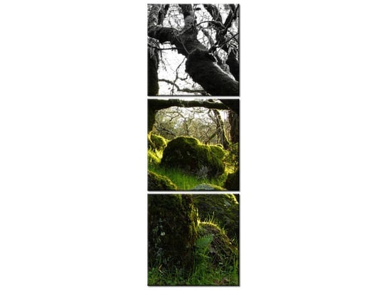 Obraz Leśna polana - Don McCullough, 3 elementy, 30x90 cm Oobrazy