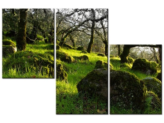 Obraz Leśna polana - Don McCullough, 3 elementy, 90x60 cm Oobrazy