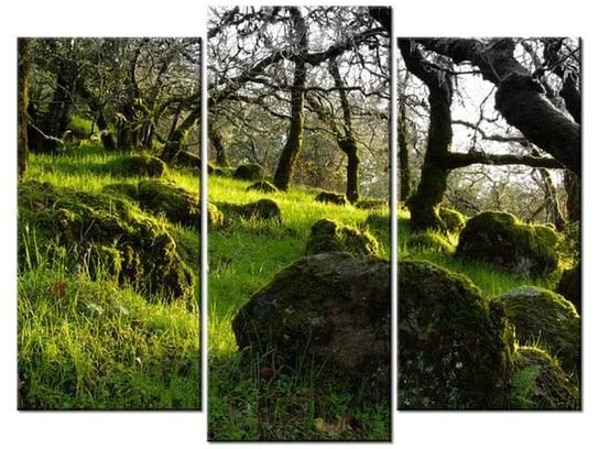 Obraz Leśna polana - Don McCullough, 3 elementy, 90x70 cm Oobrazy