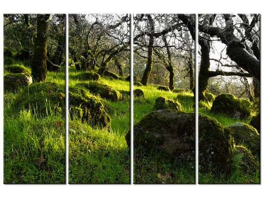 Obraz Leśna polana - Don McCullough, 4 elementy, 120x80 cm Oobrazy