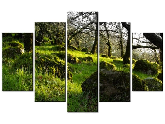 Obraz Leśna polana - Don McCullough, 5 elementów, 100x63 cm Oobrazy