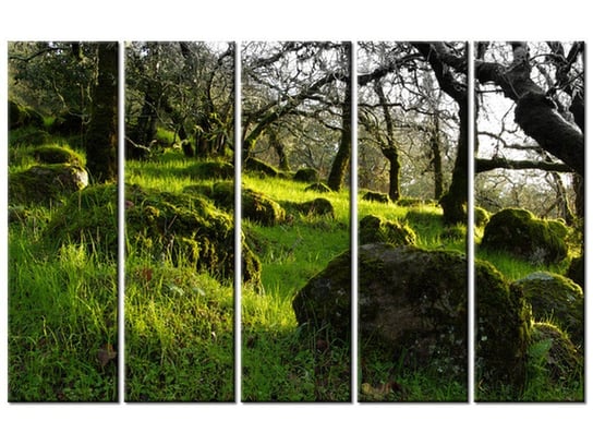 Obraz Leśna polana - Don McCullough, 5 elementów, 100x63 cm Oobrazy
