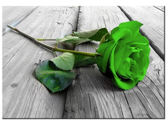 Obraz, Limonkowa róża na deskach, 100x70 cm Oobrazy