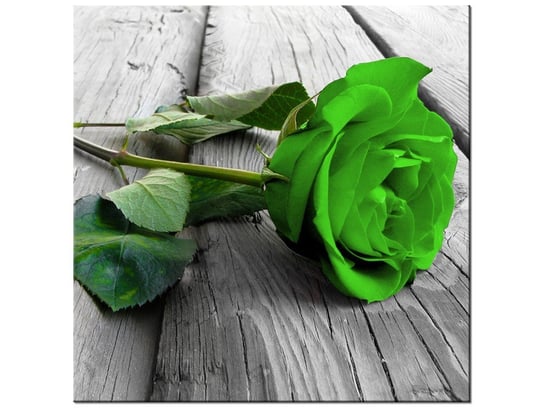 Obraz Limonkowa róża na deskach, 50x50 cm Oobrazy