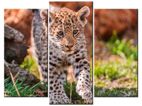 Obraz Mayra - Tambako The Jaguar, 3 elementy, 90x70 cm Oobrazy
