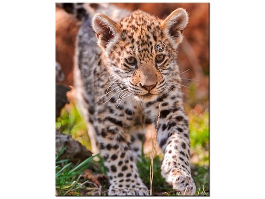 Obraz Mayra - Tambako The Jaguar, 40x50 cm Oobrazy