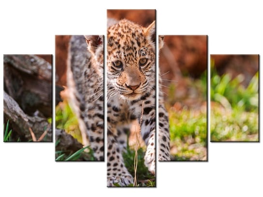 Obraz Mayra - Tambako The Jaguar, 5 elementów, 100x70 cm Oobrazy