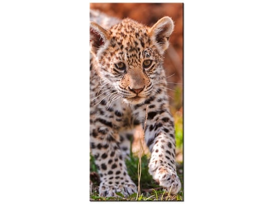 Obraz Mayra - Tambako The Jaguar, 55x115 cm Oobrazy