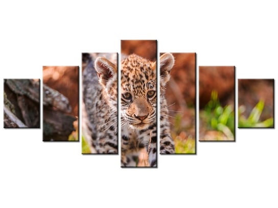 Obraz Mayra - Tambako The Jaguar, 7 elementów, 210x100 cm Oobrazy
