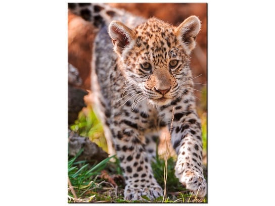 Obraz Mayra - Tambako The Jaguar, 70x100 cm Oobrazy