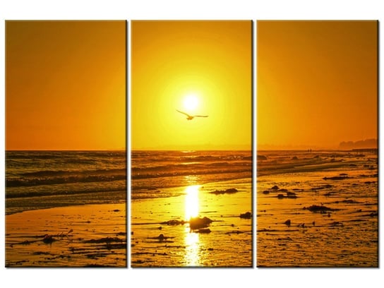 Obraz Mewa w słońcu - Damian Gadal, 3 elementy, 90x60 cm Oobrazy