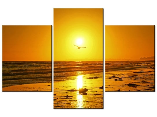 Obraz Mewa w słońcu - Damian Gadal, 3 elementy, 90x60 cm Oobrazy