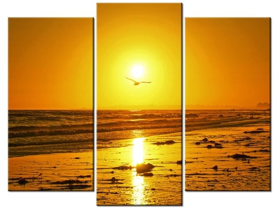 Obraz, Mewa w słońcu - Damian Gadal, 3 elementy, 90x70 cm Oobrazy