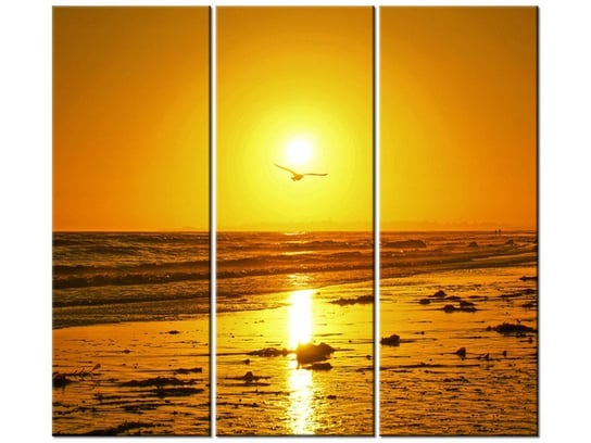 Obraz Mewa w słońcu - Damian Gadal, 3 elementy, 90x80 cm Oobrazy
