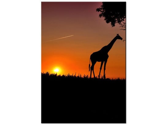 Obraz Młoda żyrafa, 70x100 cm Oobrazy