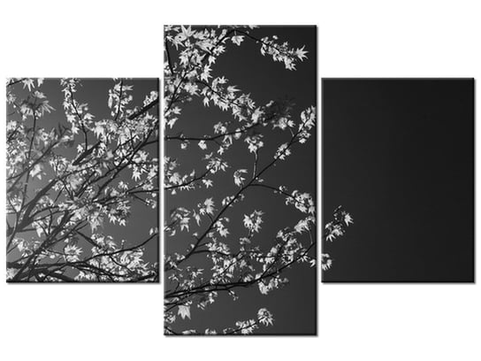 Obraz Młode drzewo - Feans, 3 elementy, 90x60 cm Oobrazy