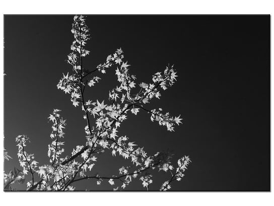 Obraz Młode drzewo - Feans, 30x20 cm Oobrazy