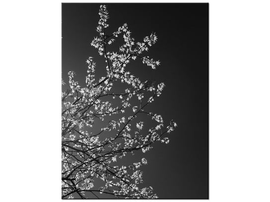 Obraz Młode drzewo - Feans, 30x40 cm Oobrazy