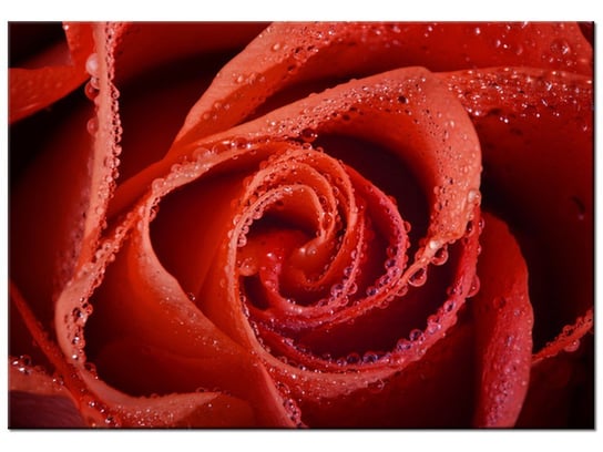 Obraz, Mocna czerwień, 100x70 cm Oobrazy