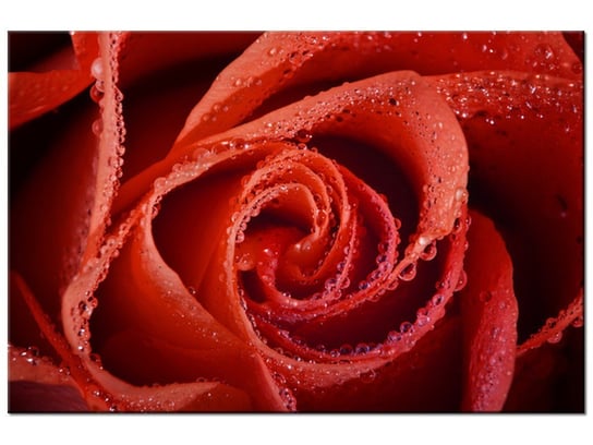Obraz Mocna czerwień, 90x60 cm Oobrazy