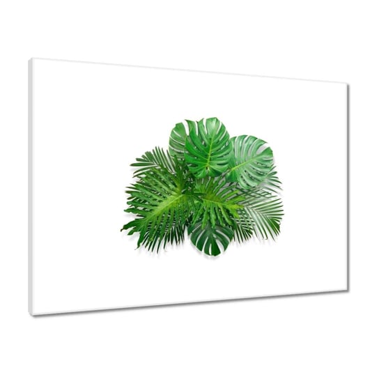 Obraz Monstera dziurawa Liście, 70x50cm ZeSmakiem