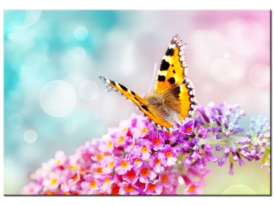 Obraz Motyl na kwiatkach, 100x70 cm Oobrazy