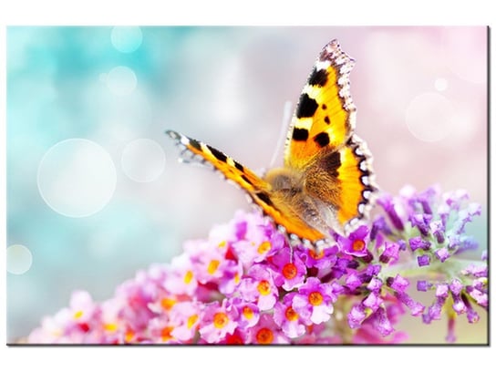 Obraz Motyl na kwiatkach, 30x20 cm Oobrazy