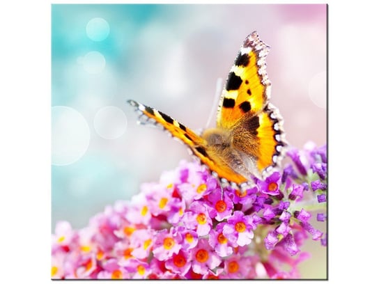 Obraz, Motyl na kwiatkach, 30x30 cm Oobrazy