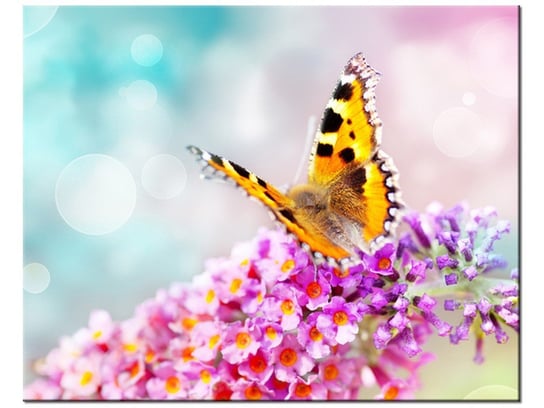 Obraz, Motyl na kwiatkach, 50x40 cm Oobrazy
