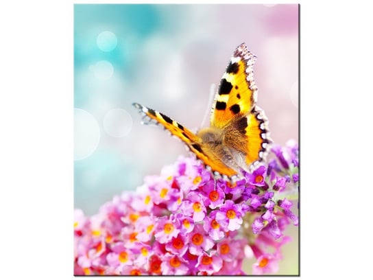 Obraz Motyl na kwiatkach, 50x60 cm Oobrazy