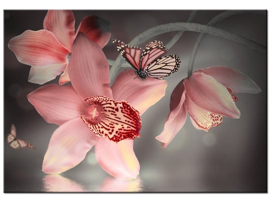 Obraz, Motylek na storczyku, 100x70 cm Oobrazy
