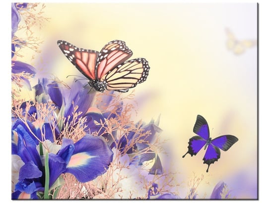 Obraz Motylki, 50x40 cm Oobrazy
